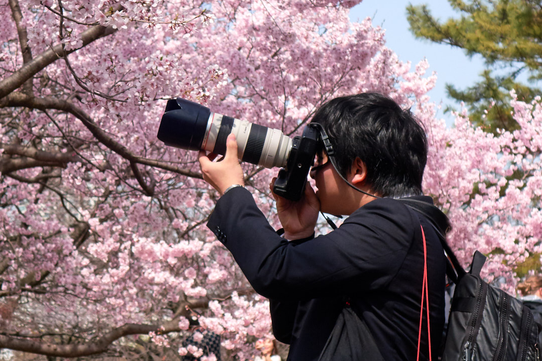 Photographer in front of cherry blossoms
